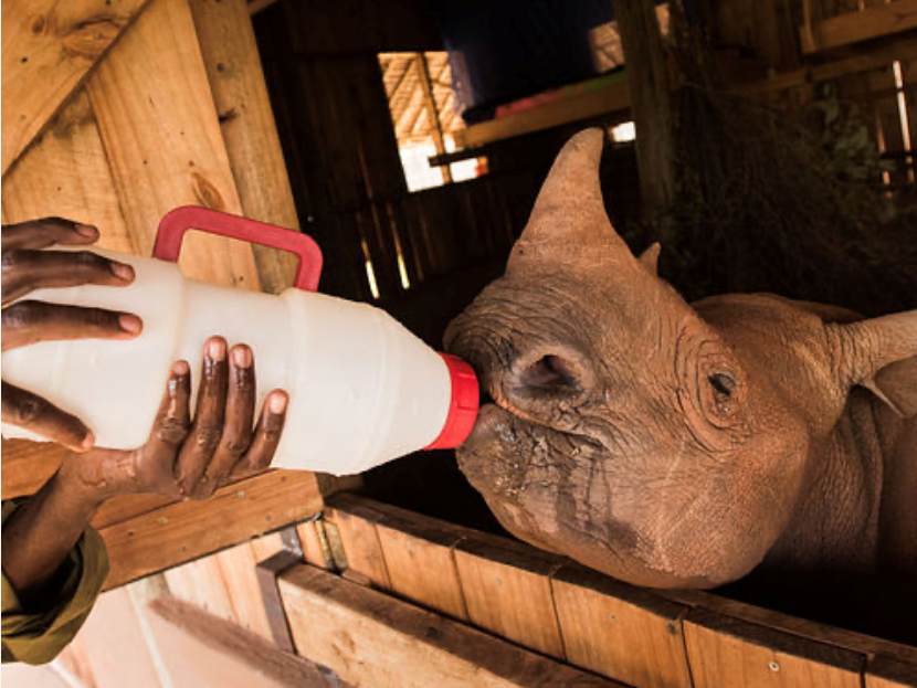 Daphne Sheldrick Animal Orphanage