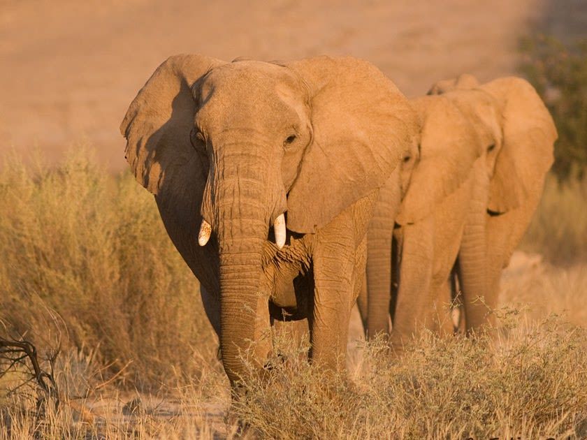 Desert Adapted Elephant