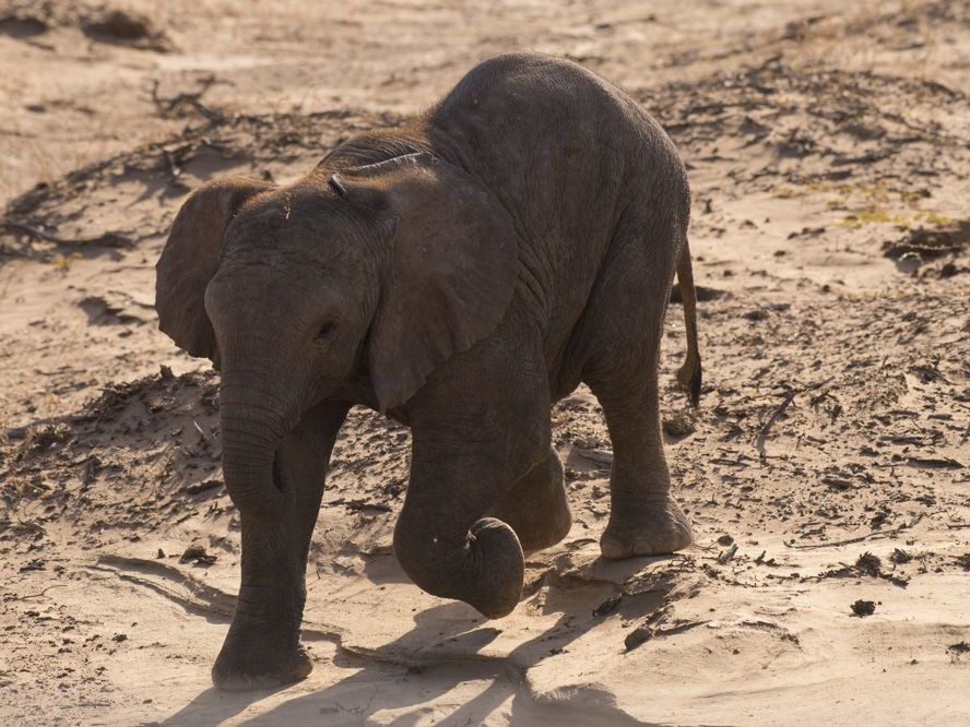 Desert Adapted Elephant