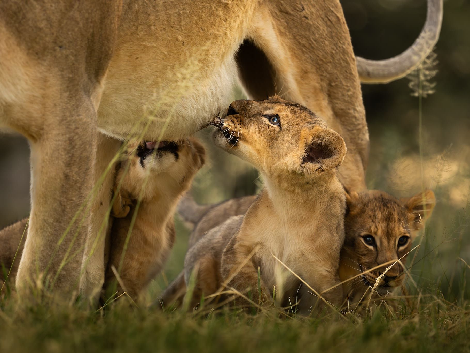 Game drives in Onguma Private Game Reserve