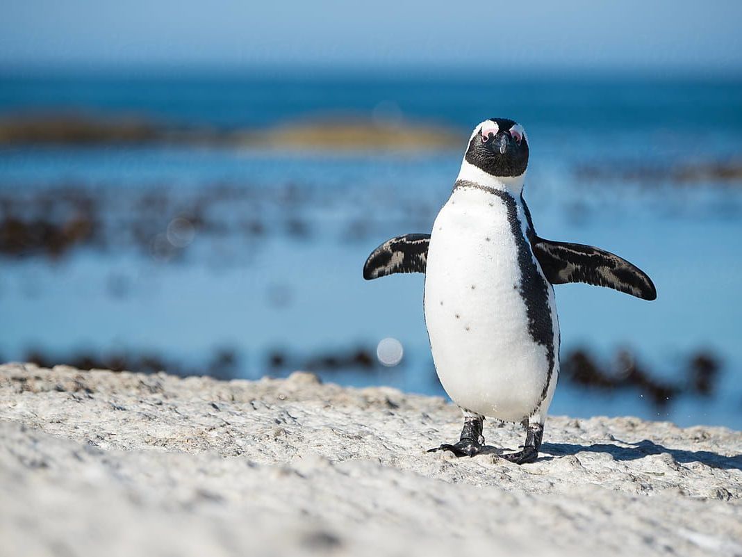 Boulders Penguin Sanctuary 