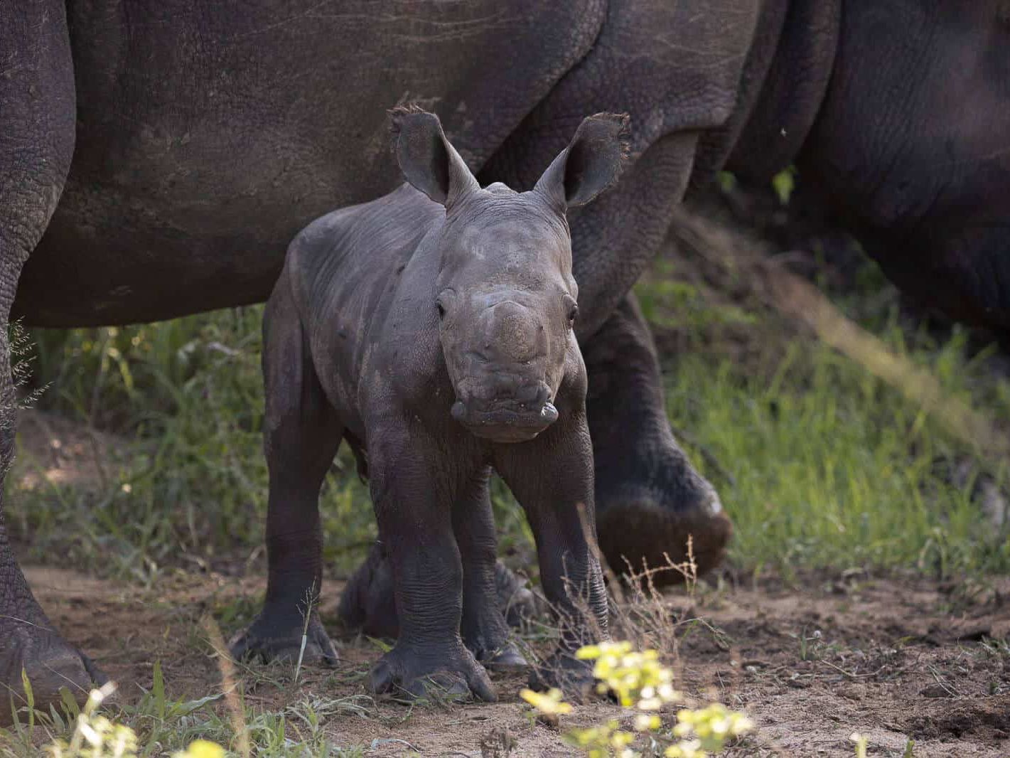Game Drives in Kapama Private Game Reserve