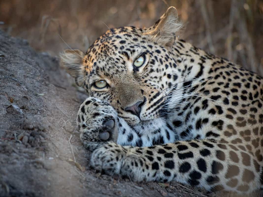 Game Drives in Kapama Private Game Reserve