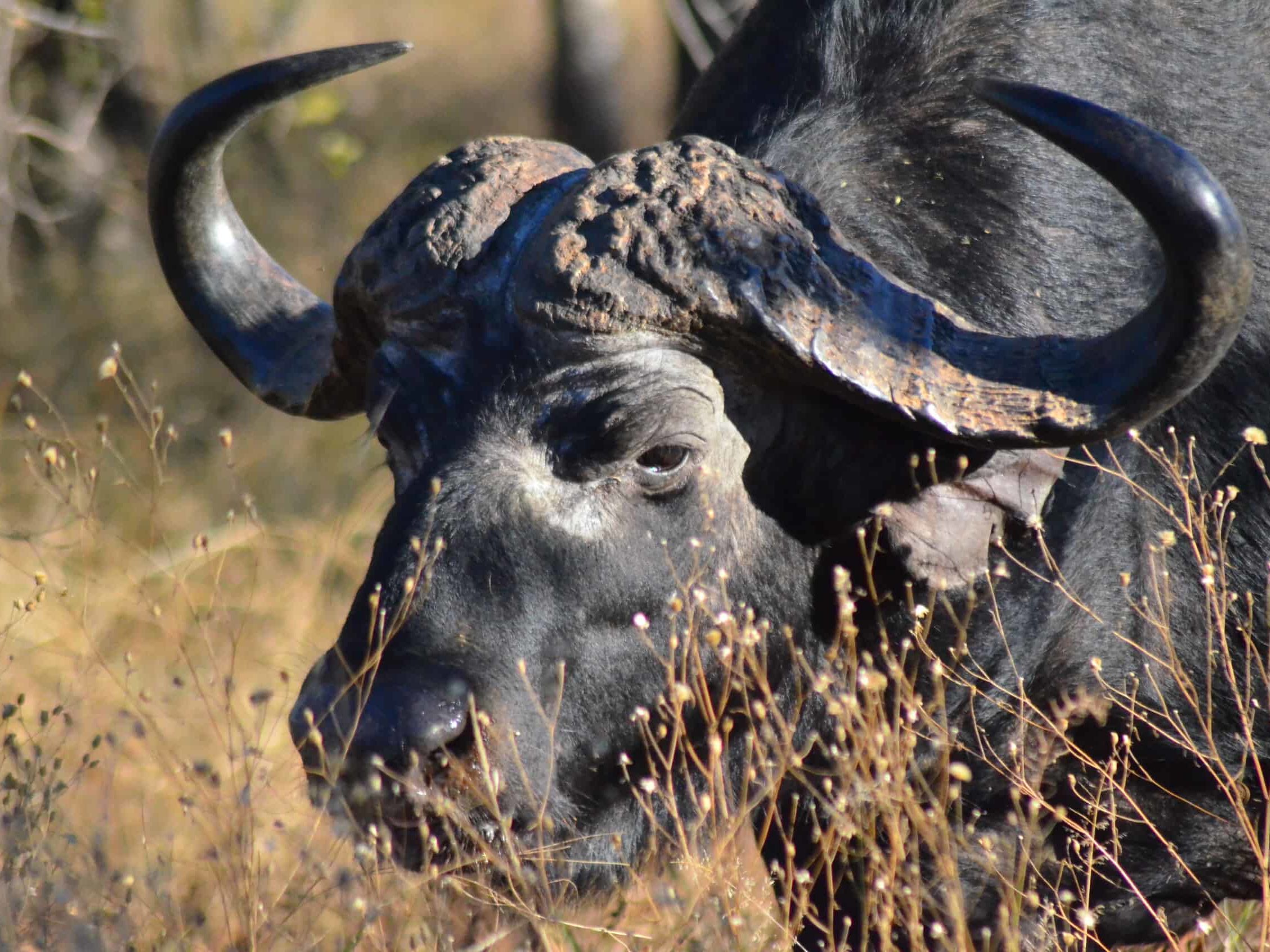 Kapama Private Game Reserve