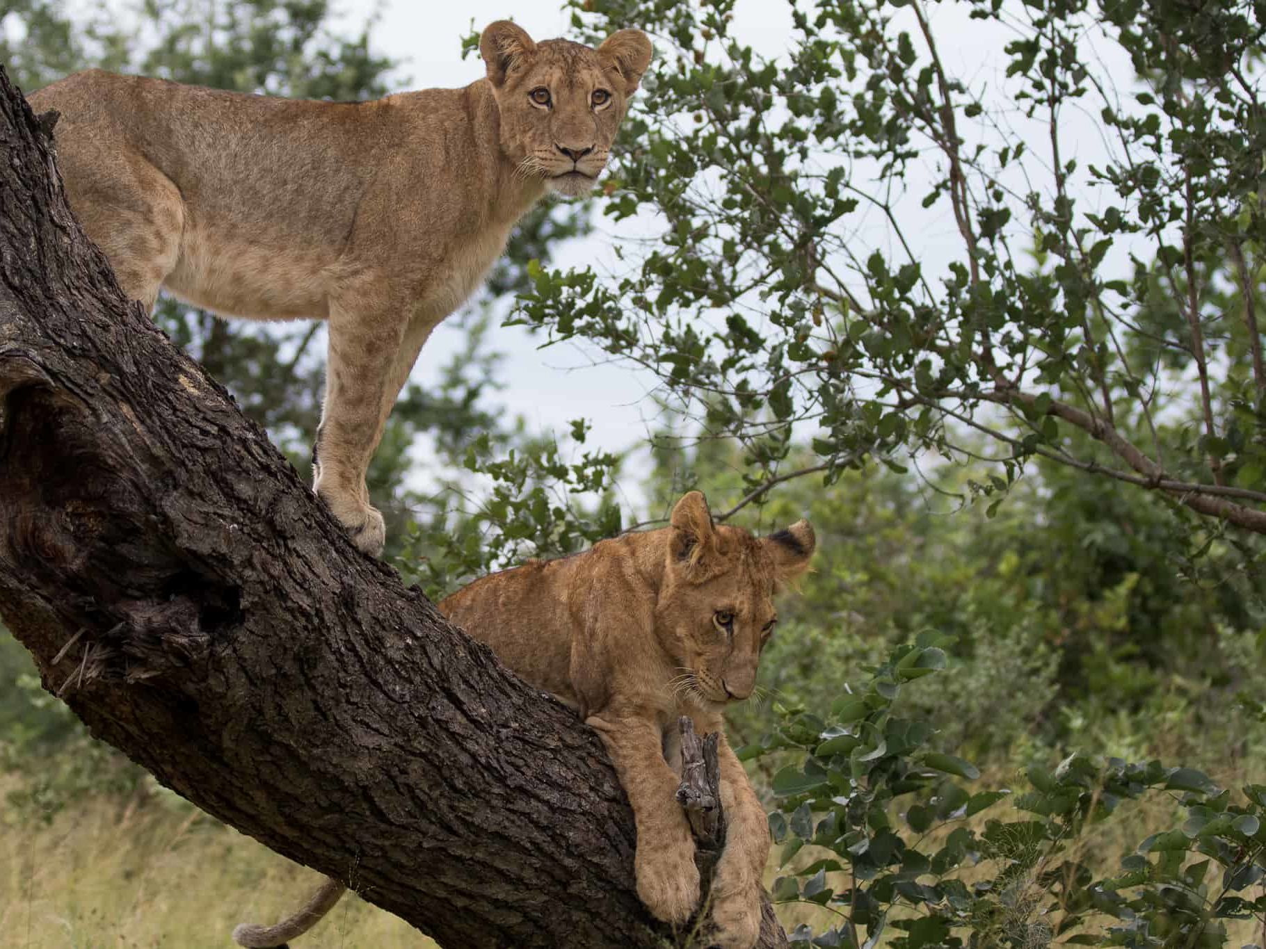 Game Drives in Kapama Private Game Reserve