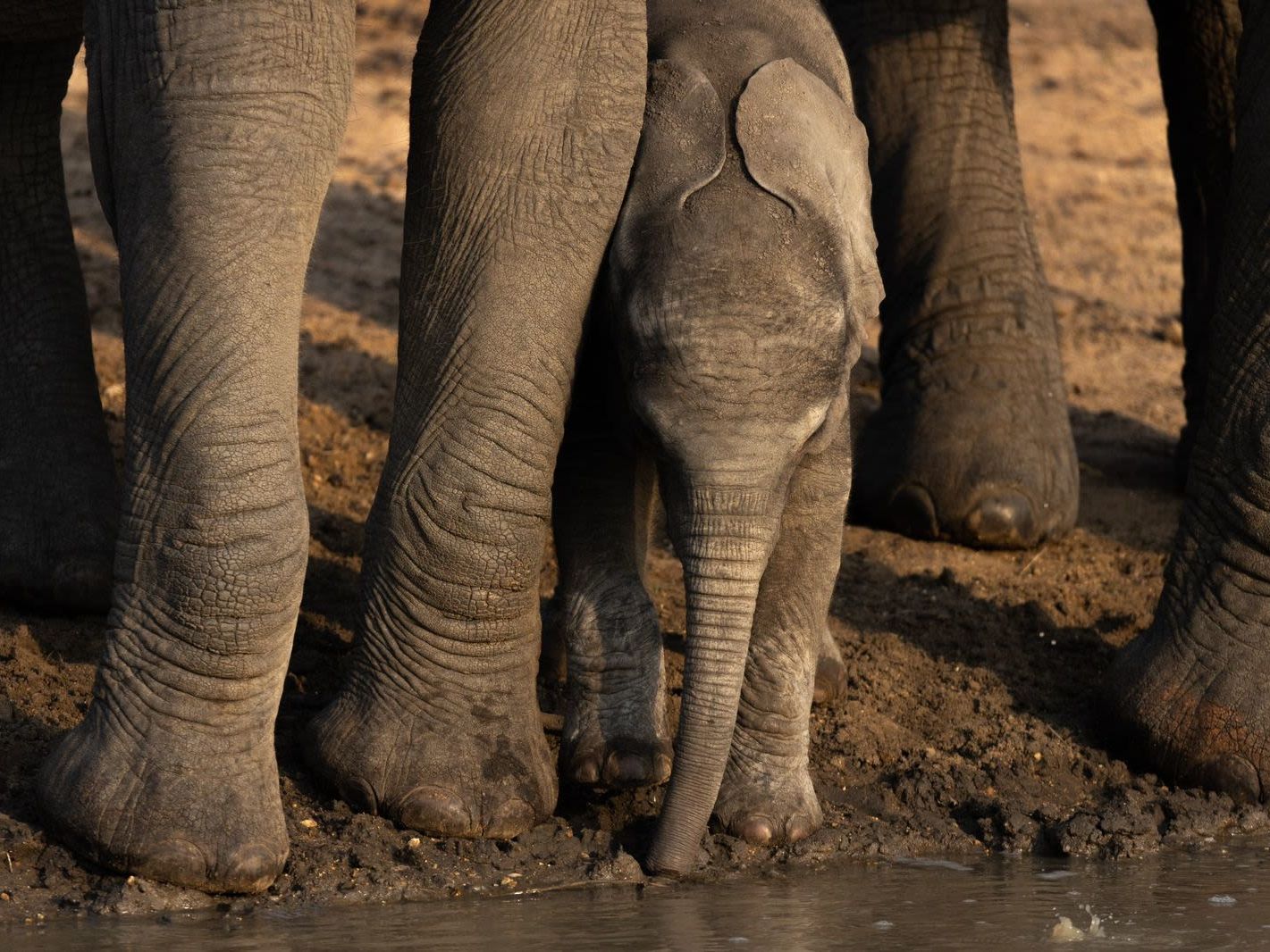 Kapama Private Game Reserve