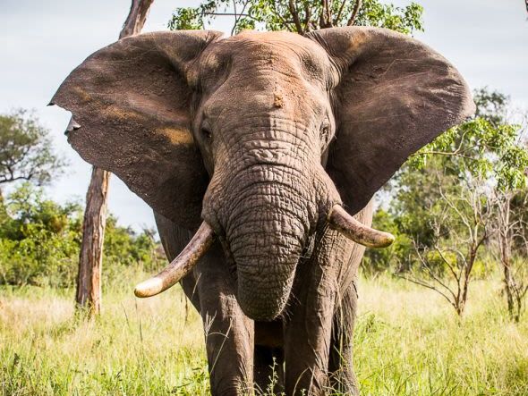 Karongwe Private Game Reserve