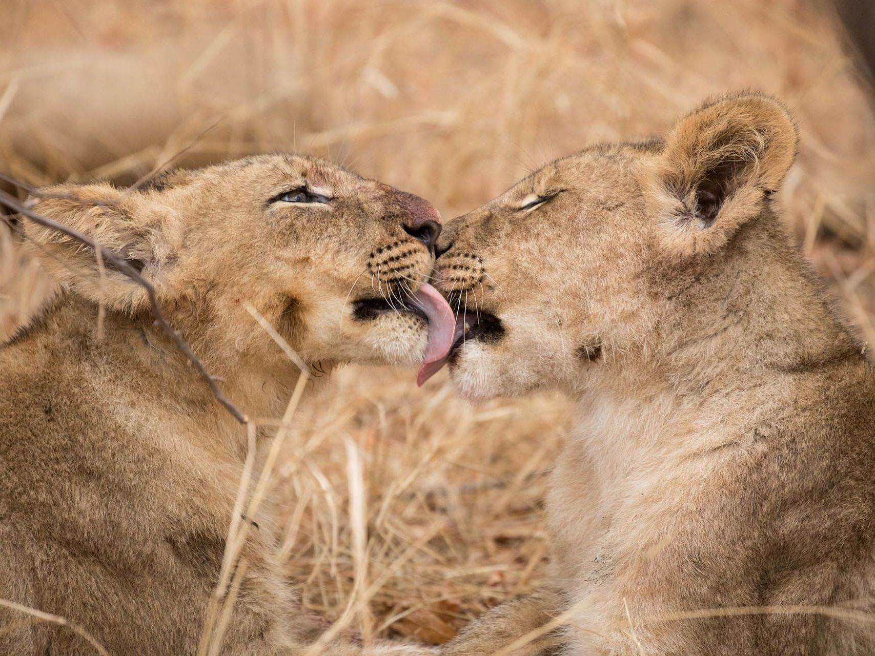 Game Drives in  Karongwe Private Game Reserve