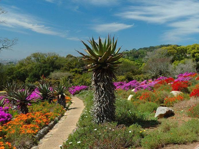 Kirstenbosch National Botanical Garden