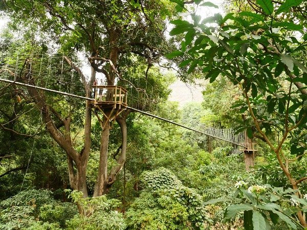 Treetop Canopy walk in Lake Manyara National Park