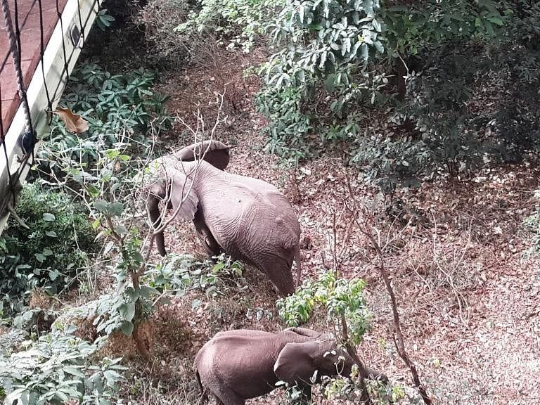 Treetop Canopy walk in Lake Manyara National Park