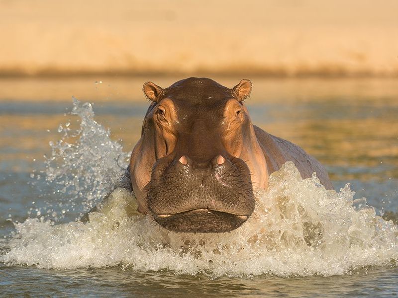 Boat ride in Selous Game Reserve