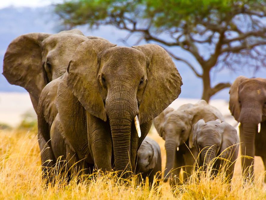 Serengeti National Park