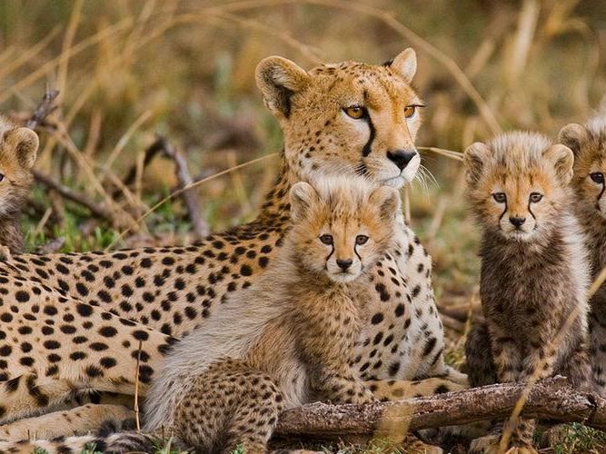 Game drives in Savute - Chobe National Park