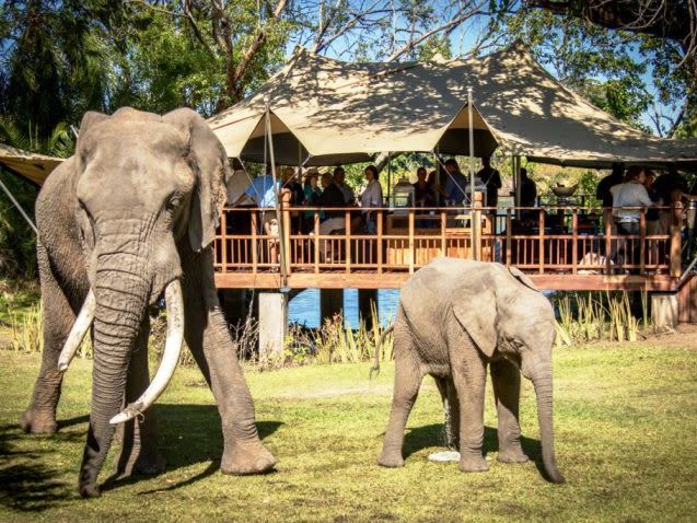 The Elephant Cafe 