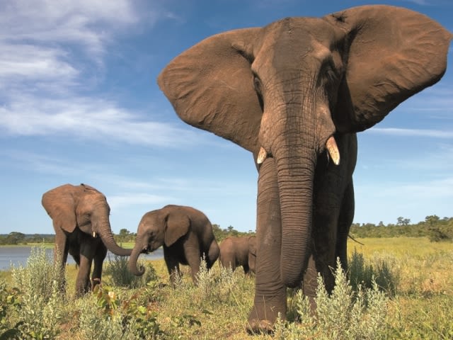 Elephant Encounter 