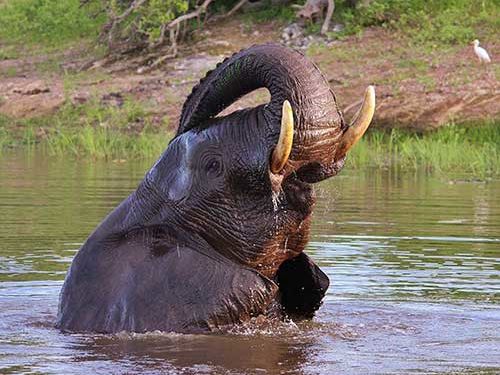 Zambezi Royal Sunset Cruise