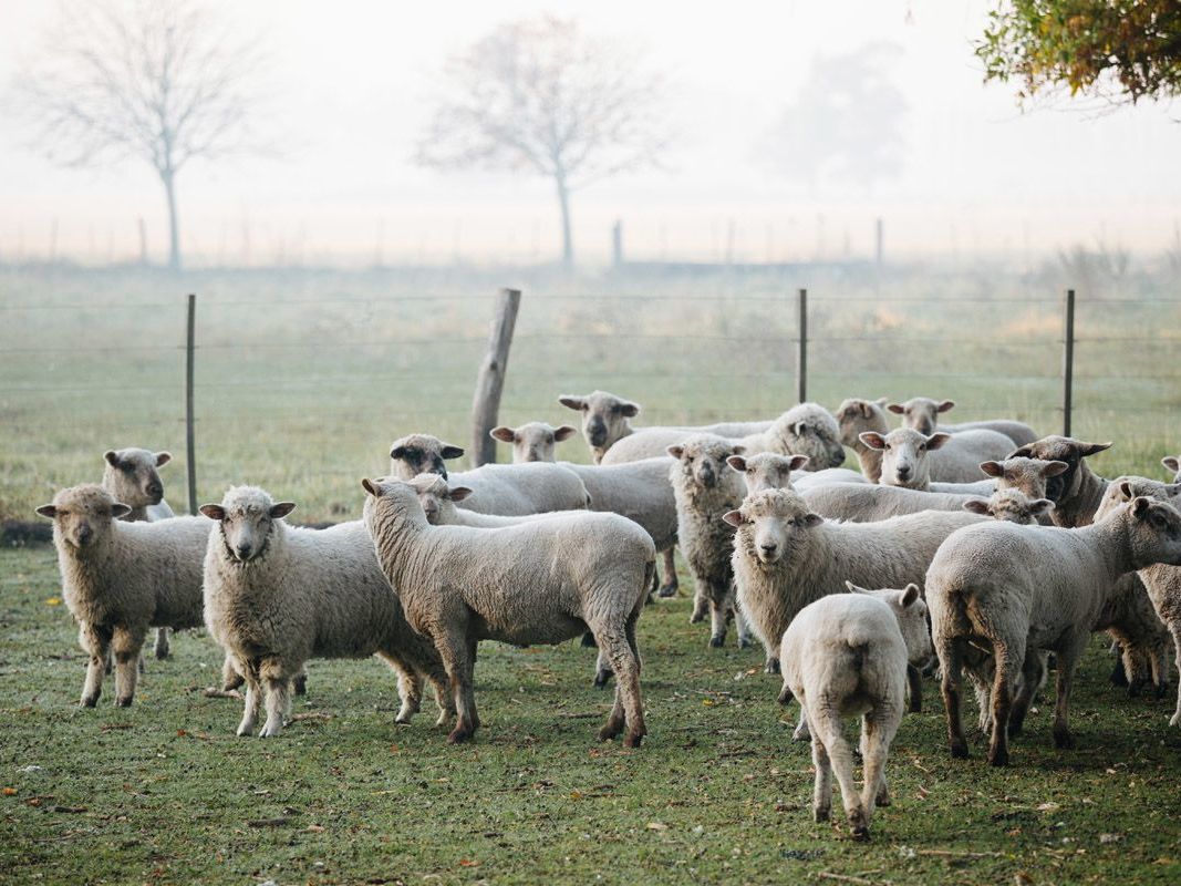Morning at the Ranch / Afternoon transfer to Buenos Aires