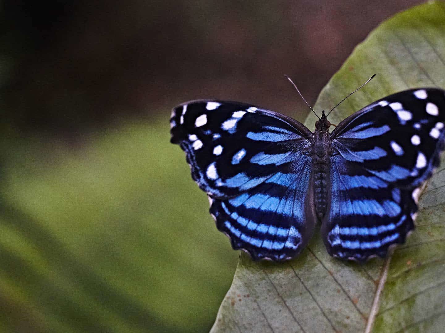 Barton Creek Cave Canoeing