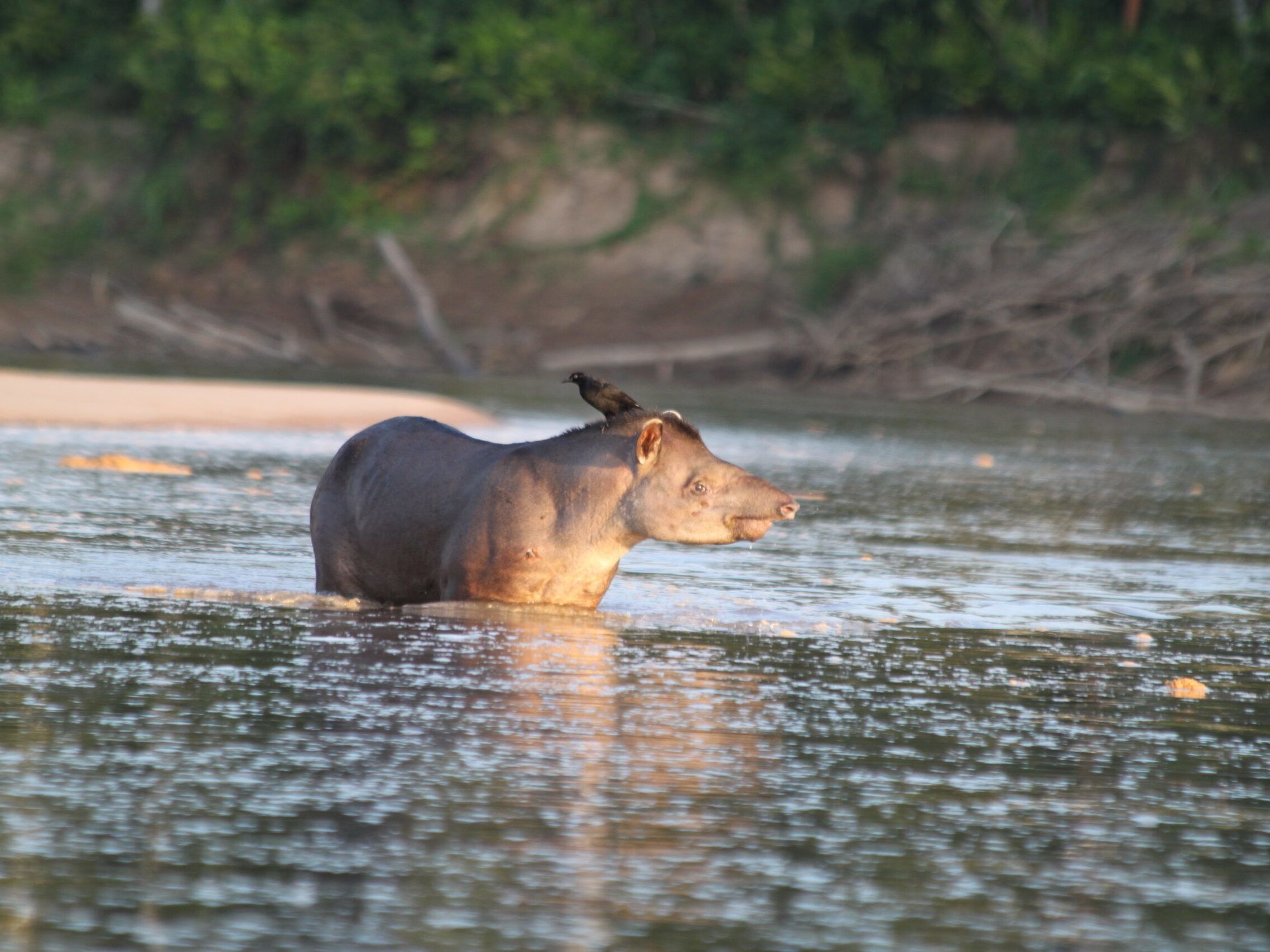 Exploring the Wildlife on the Yacuma River