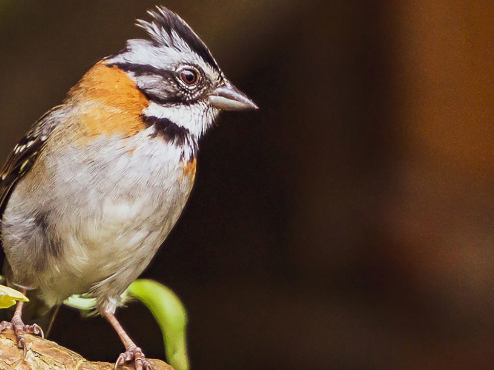 Activities at Cannua