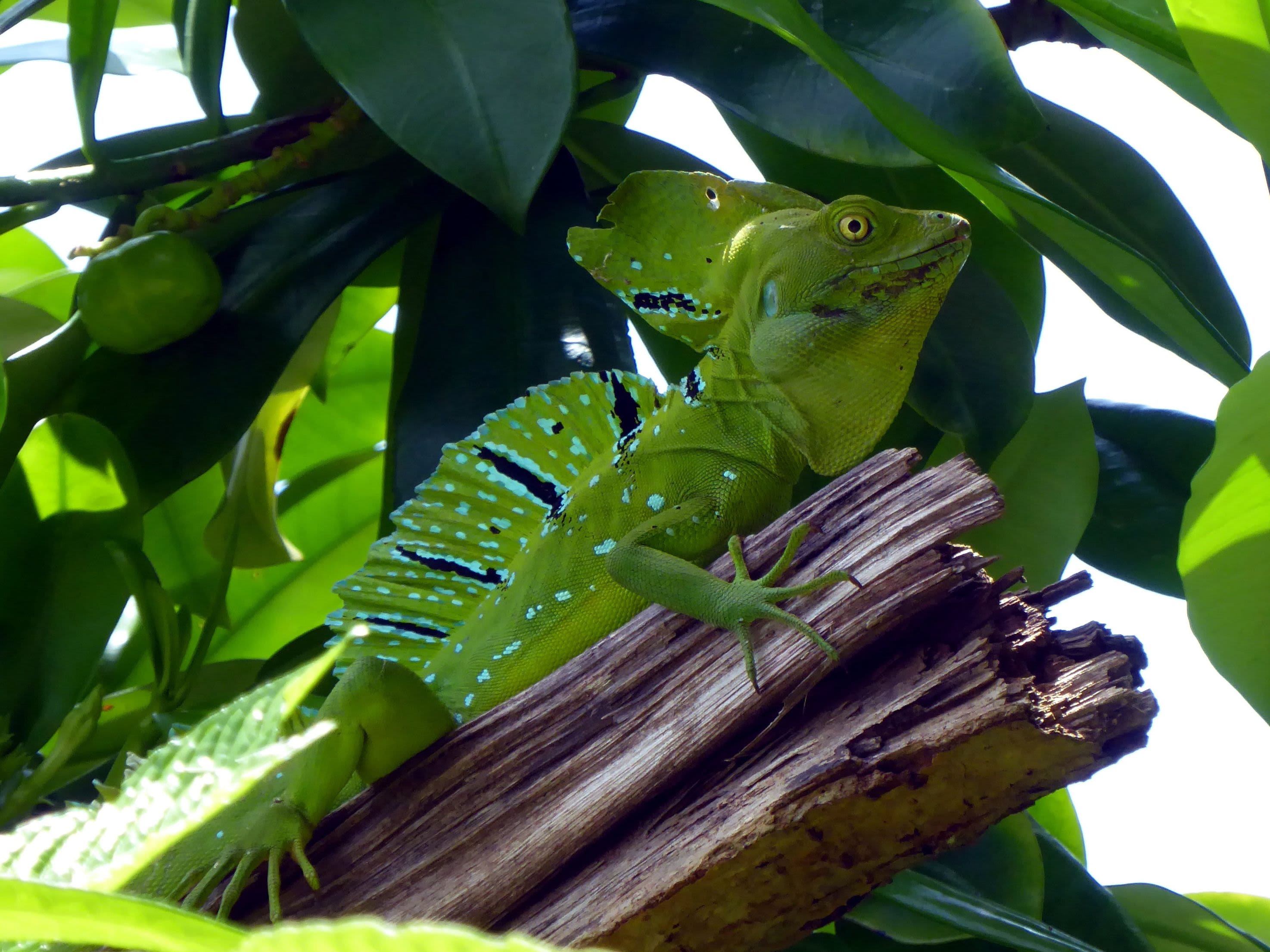 Cahuita National Park Hike & Snorkel