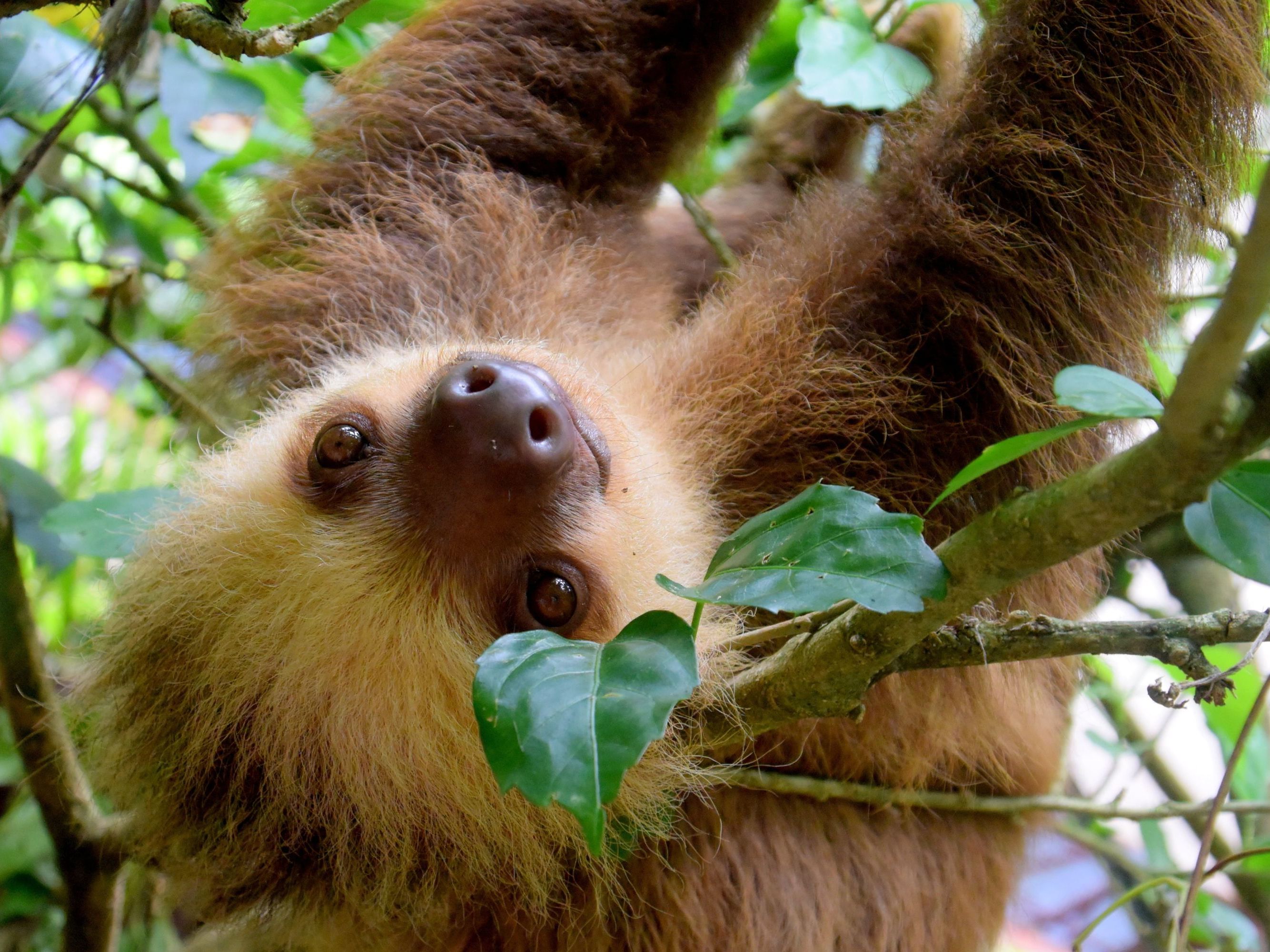 Cahuita National Park Hike & Snorkel