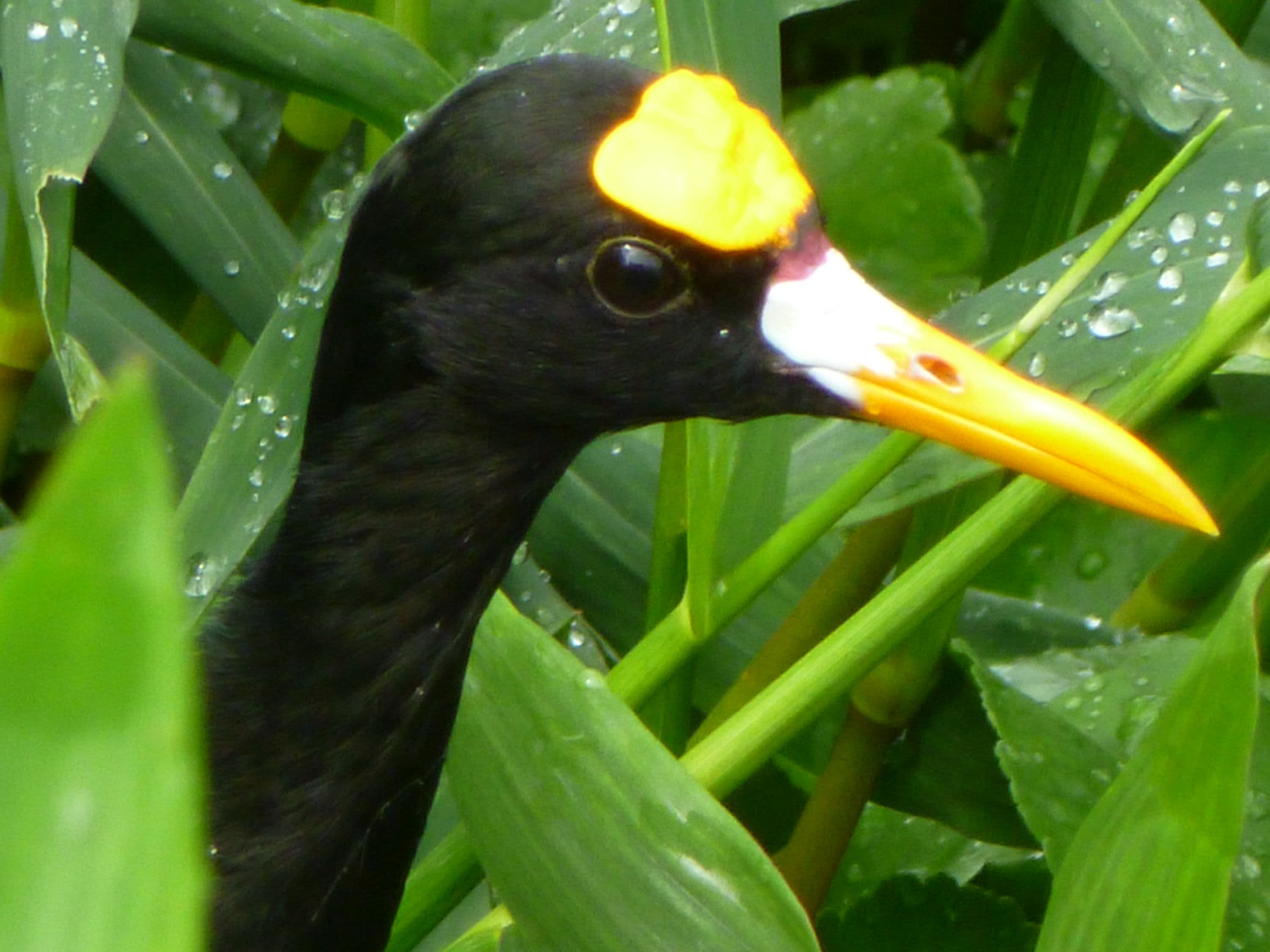 River Celeste Tubing