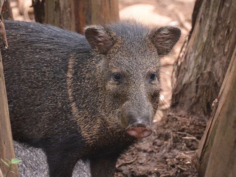 Proyecto Asis - Wildlife Rescue Centre