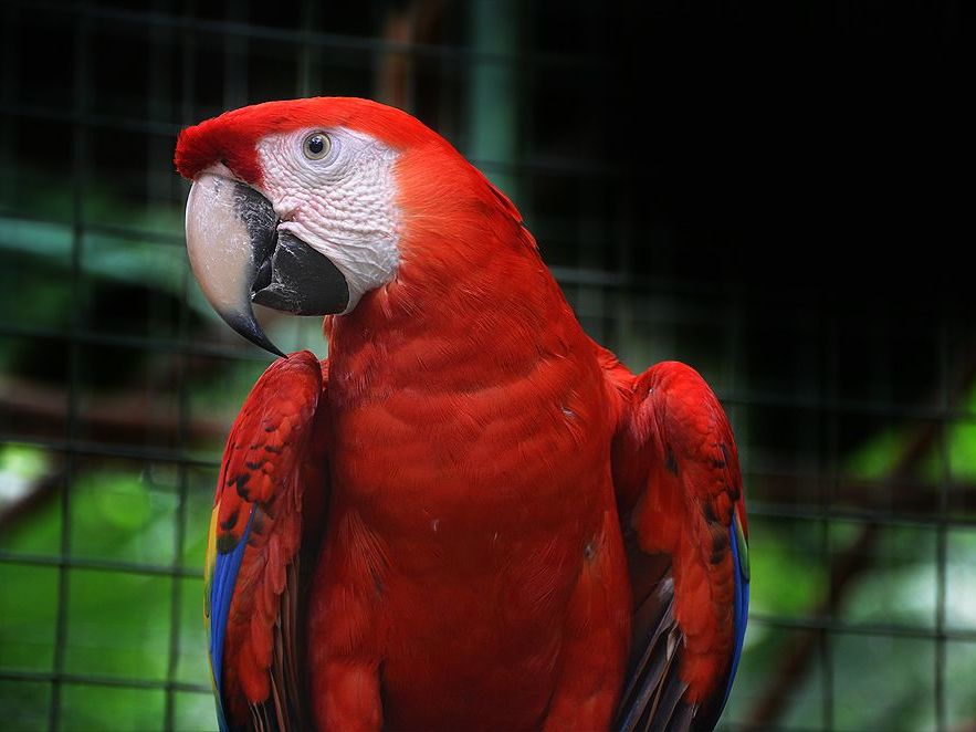 Proyecto Asis - Wildlife Rescue Centre