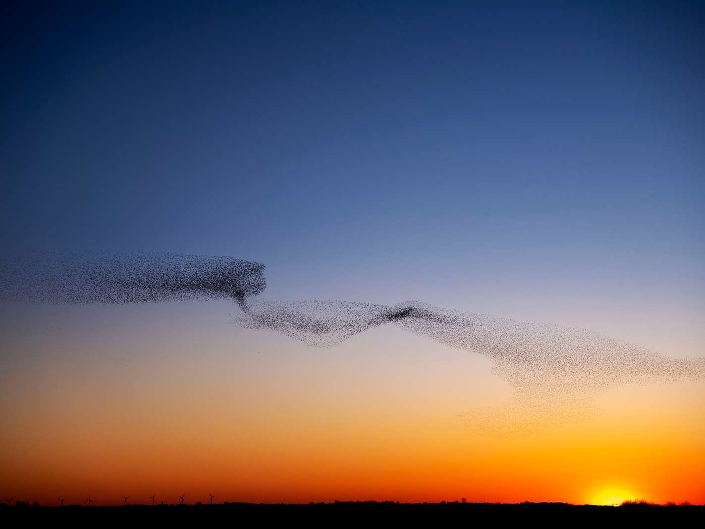 Visit historic Ribe and experience Viking life