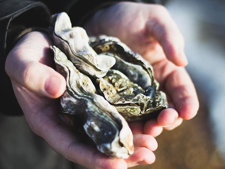 Seal spotting and oyster safari at Wadden Sea National Park