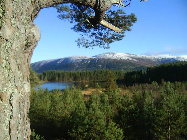 Introducing The Cairngorms