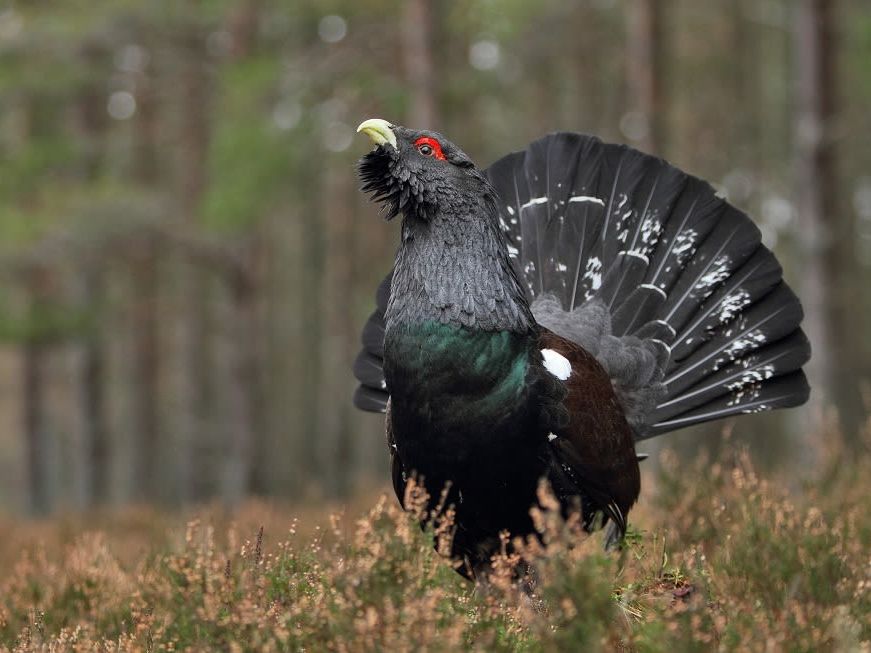 Introducing The Cairngorms