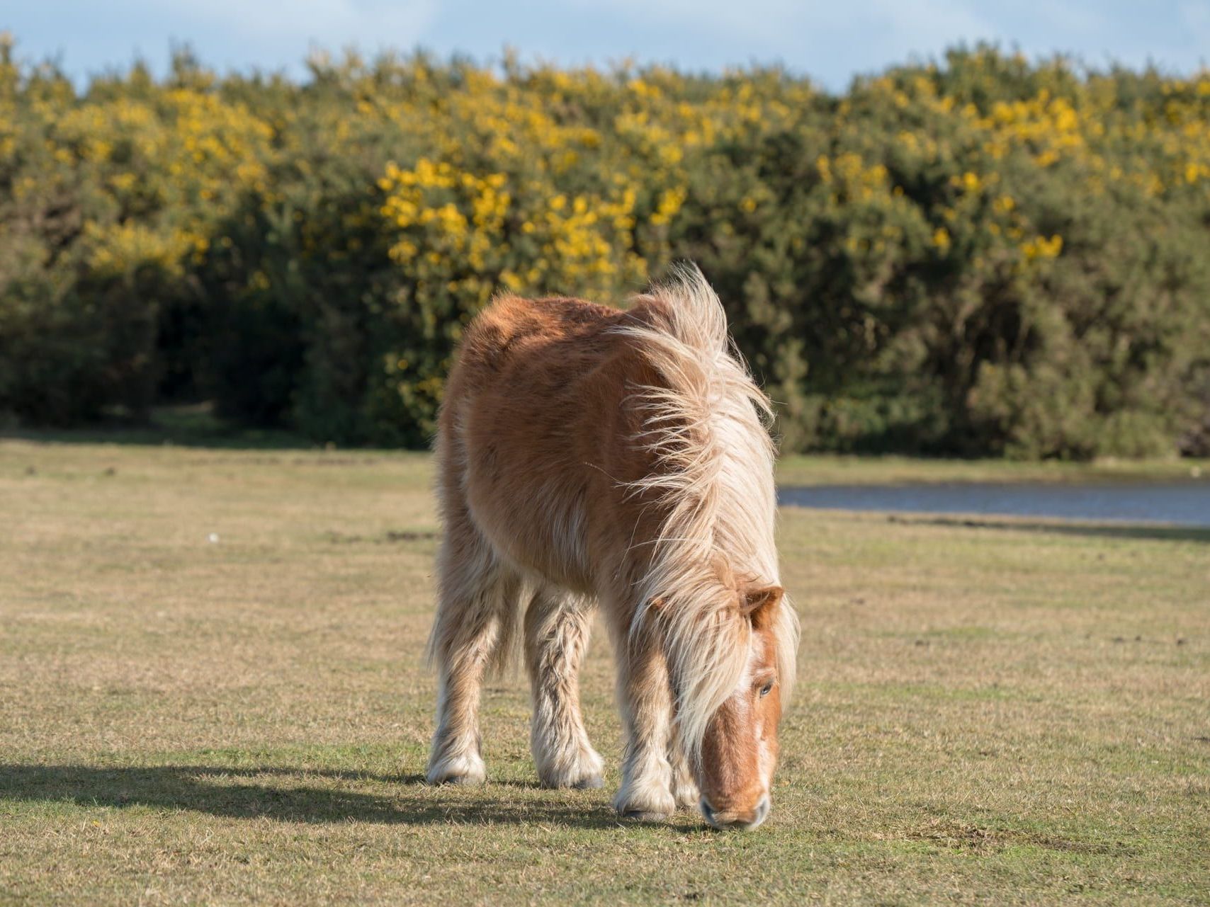 Introducing Hampshire