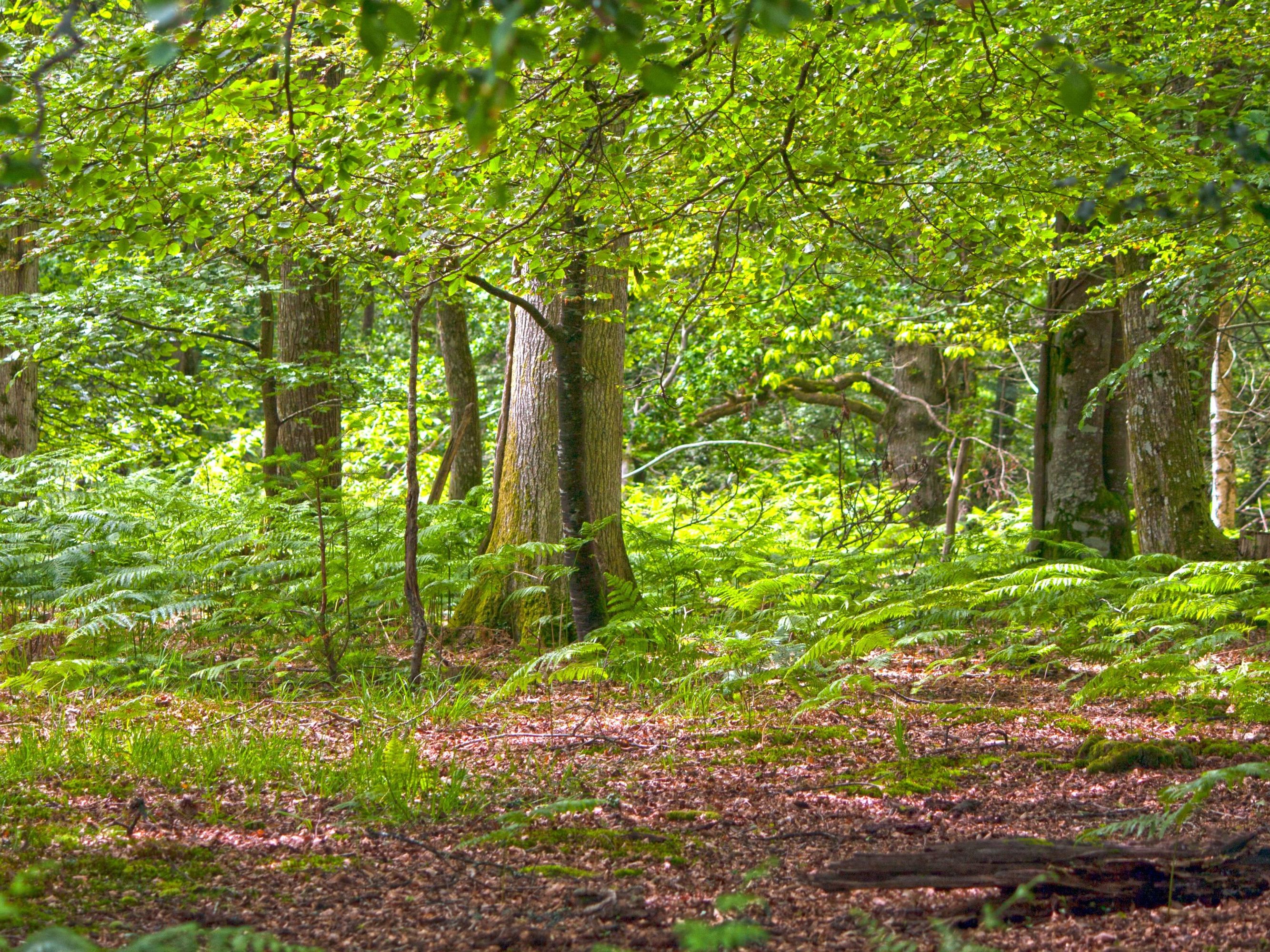 Introducing Hampshire