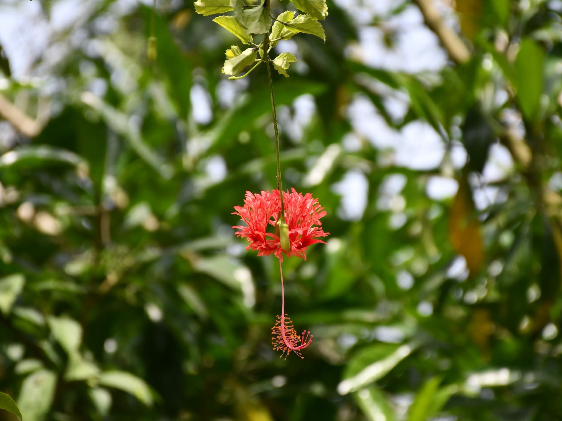 Departure flight home