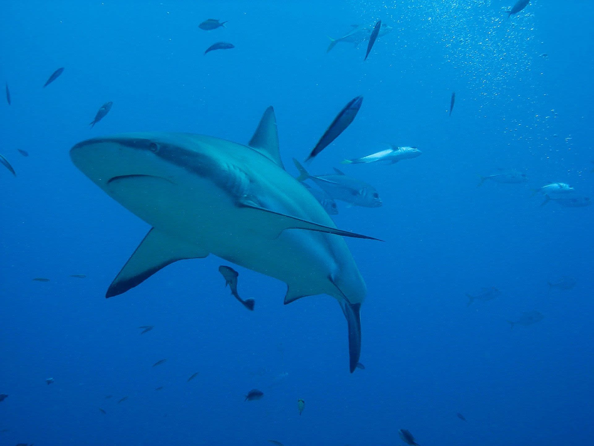 Roatan and the Bay Island, Honduras