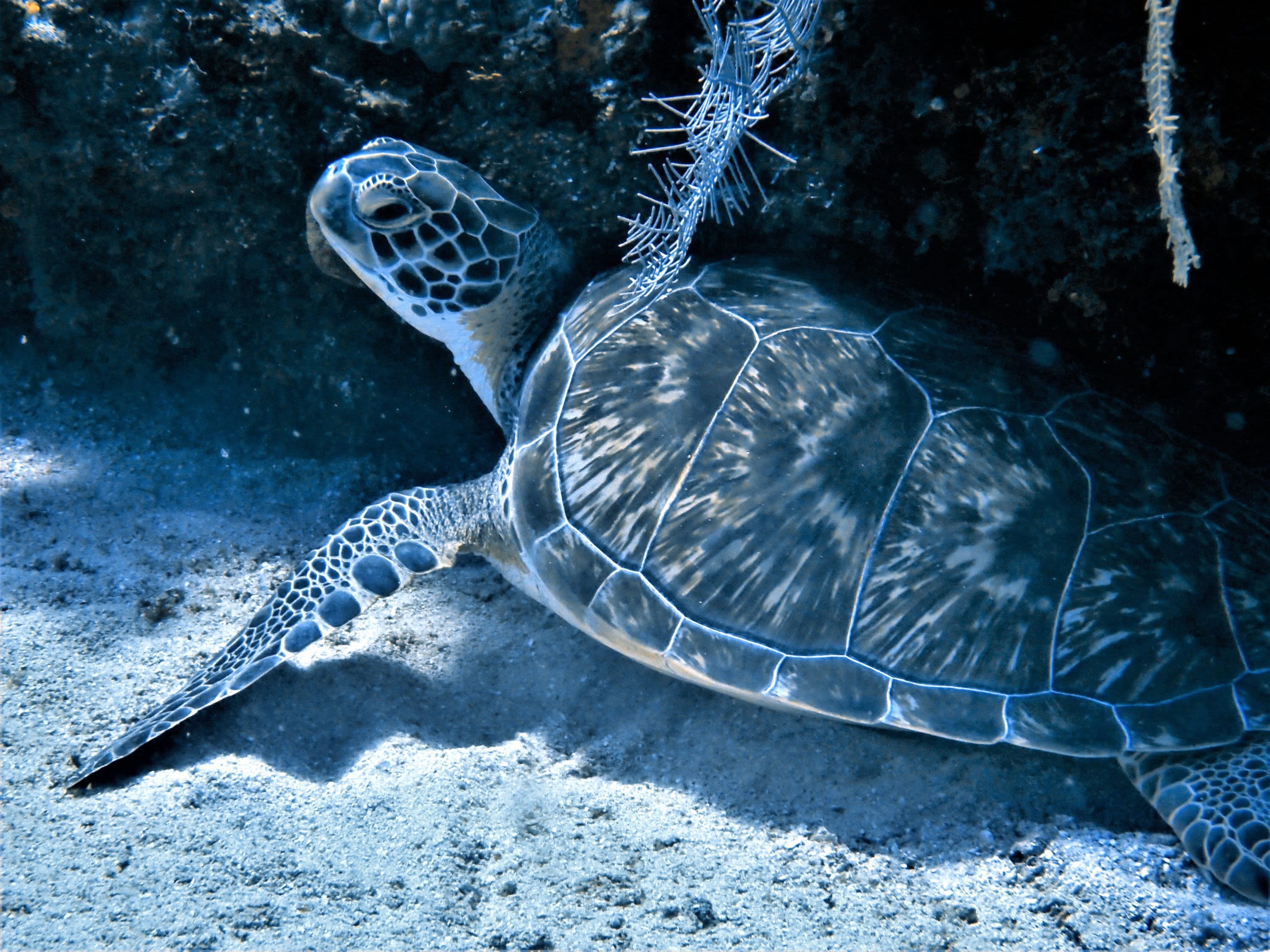 Roatan and the Bay Island, Honduras