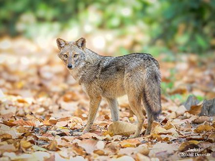 Evening Nature Walk at Chambal