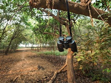 Evening Nature Walk at Chambal