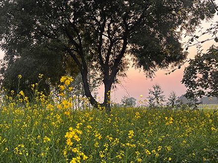 Evening Nature Walk at Chambal