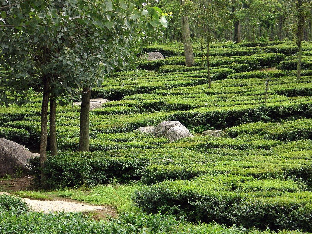 Wah Tea Estate & Cultural Excursion