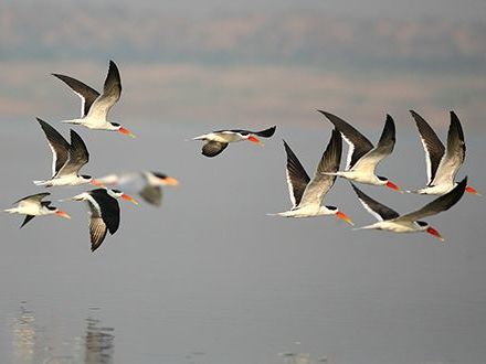 River Safari at Chambal