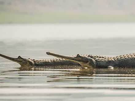 River Safari at Chambal