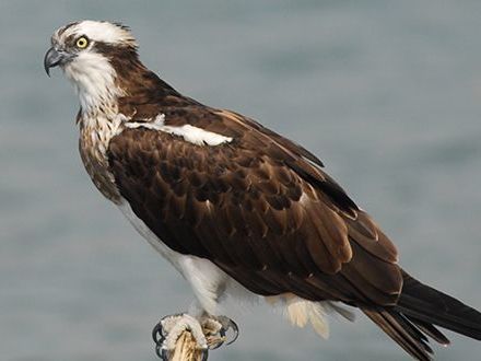 River Safari at Chambal