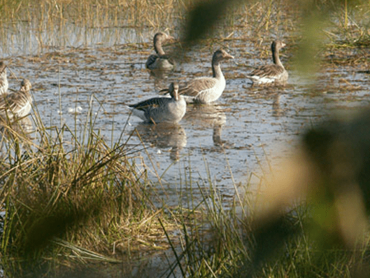 Morning Birdwatching and Afternoon Exploration of the Local Villages