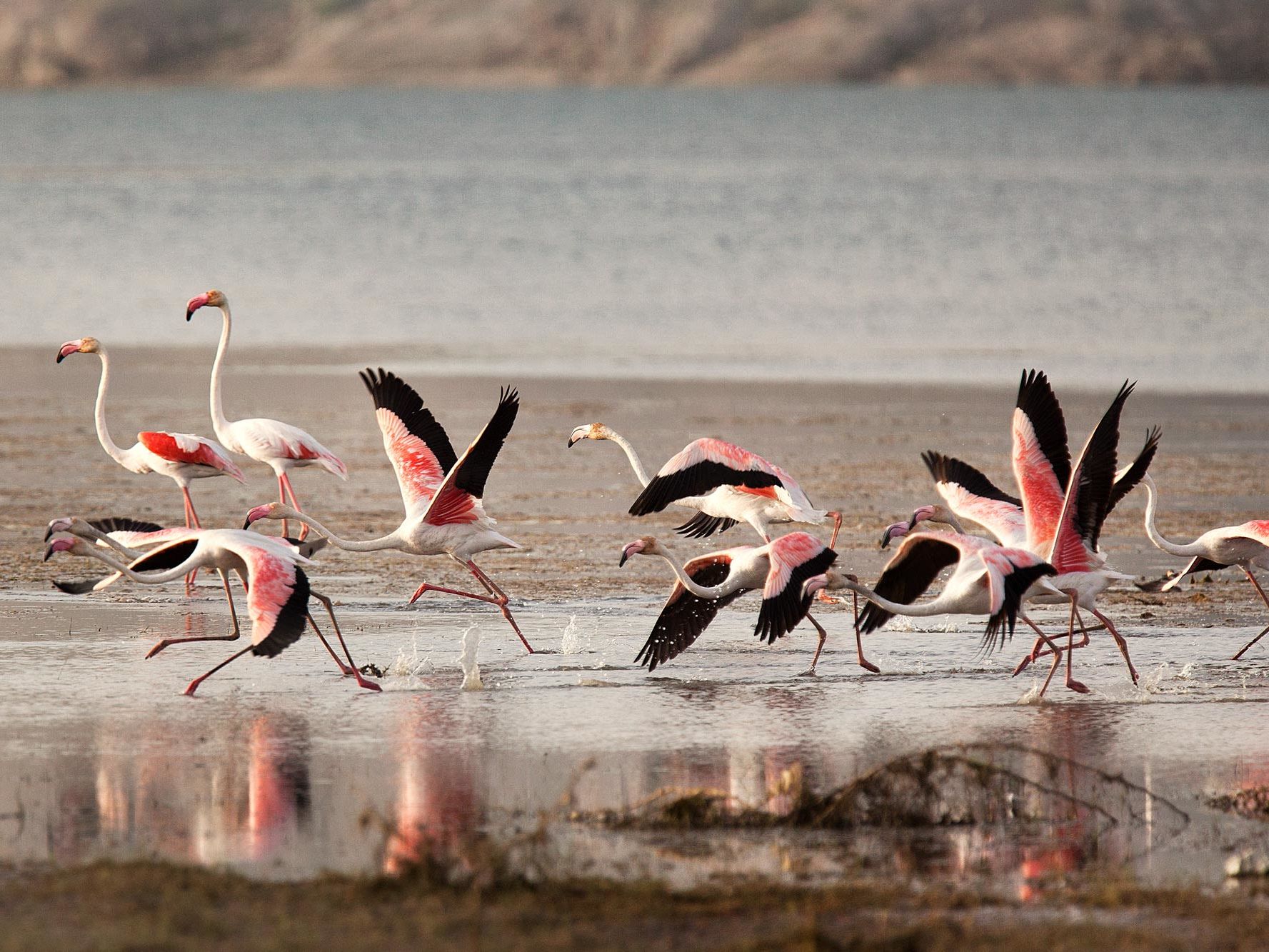 Drive to Jawai and Enjoy a Safari Drive