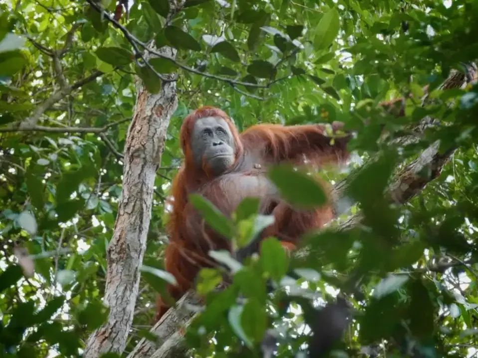 Enjoy a Forest Walk with a Trip to Camp Leakey