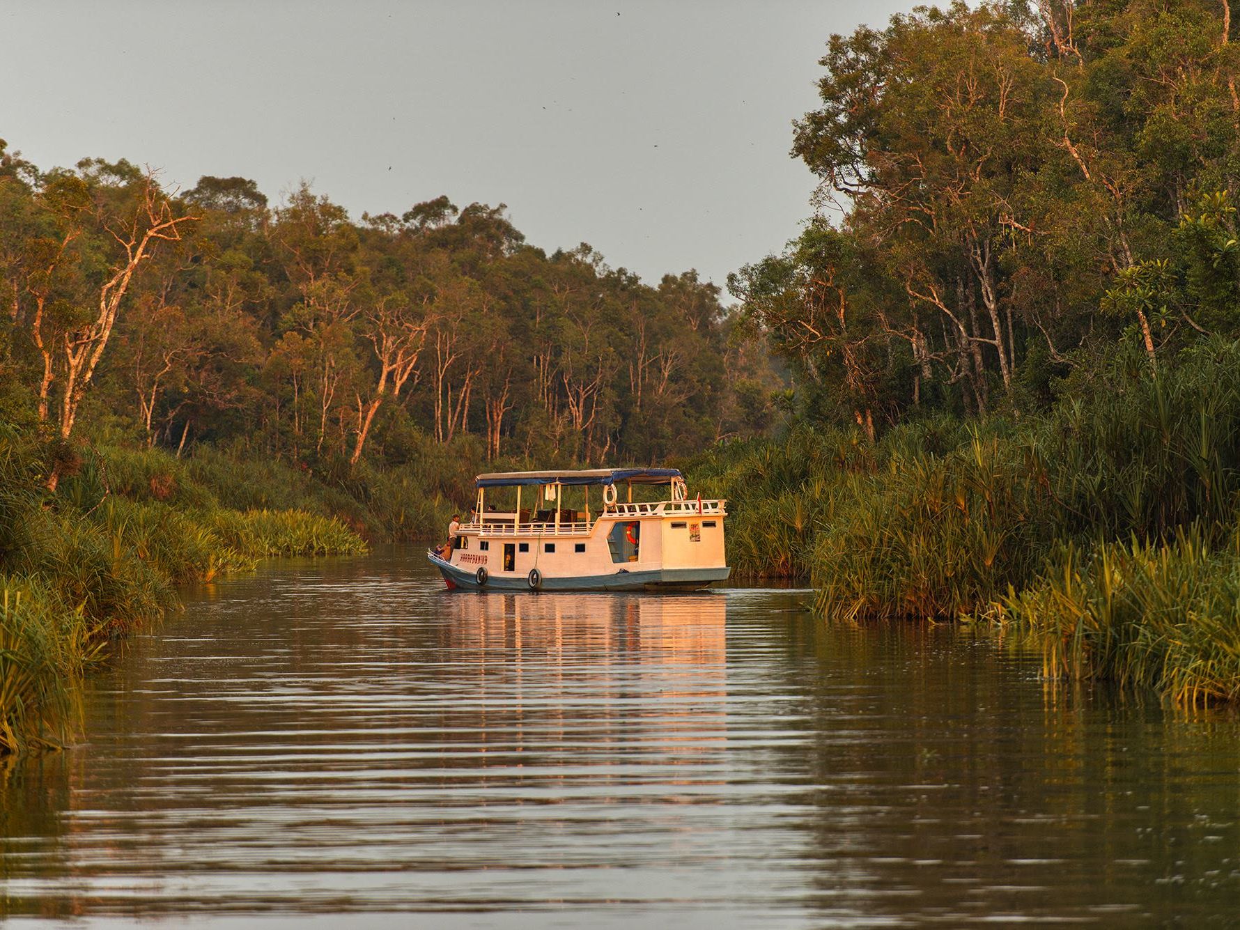 Fly to Pangkalan Bun (Borneo) to start your Private Cruise along the Kumai River